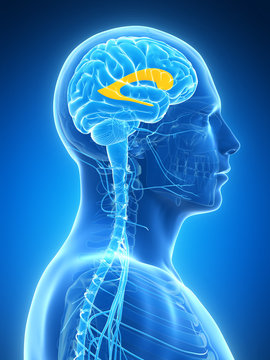 3d rendered illustration - male brain