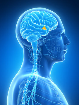 3d rendered illustration - hypothalamus