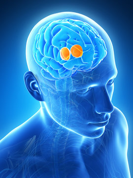 3d rendered illustration - thalamus