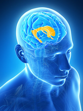 3d rendered illustration - lateral ventricle