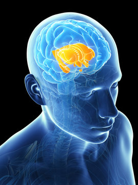 3d rendered illustration - inner brain parts