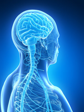 3d rendered illustration - male brain