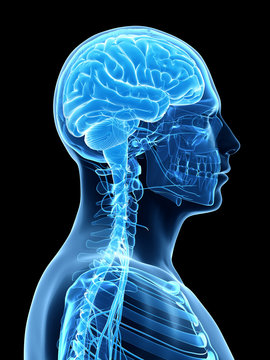 3d rendered illustration - male brain
