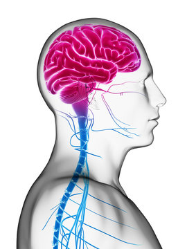 3d rendered illustration - male brain
