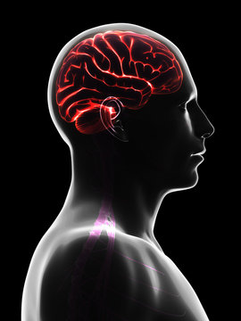 3d rendered illustration - male brain