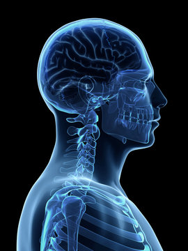 3d rendered illustration - male brain