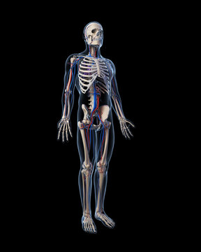 3d rendered illustration - vascular system