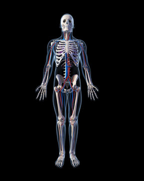 3d rendered illustration - vascular system