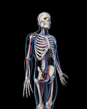 3d rendered illustration - vascular system