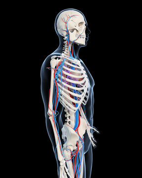 3d rendered illustration - vascular system
