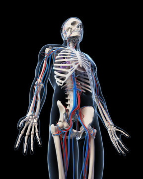 3d rendered illustration - vascular system