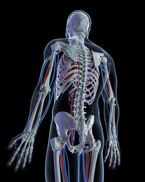 3d rendered illustration - vascular system
