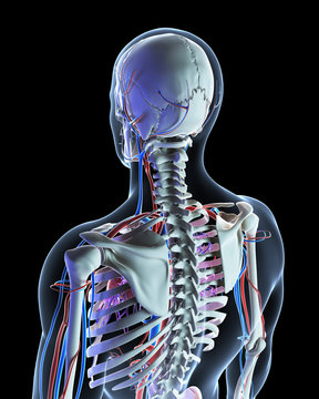 3d rendered illustration - vascular system