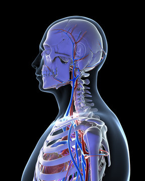 3d rendered illustration - vascular system