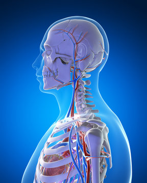 3d rendered illustration - vascular system