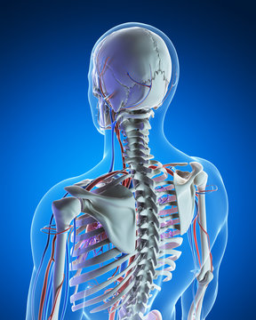 3d rendered illustration - vascular system