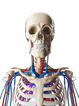 3d rendered illustration - vascular system
