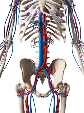 3d rendered illustration - vascular system