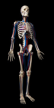 3d rendered illustration - vascular system