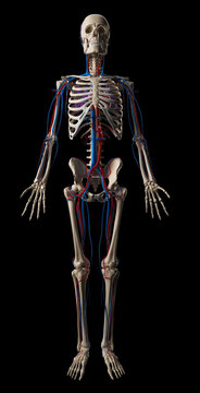 3d rendered illustration - vascular system
