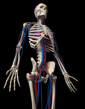 3d rendered illustration - vascular system