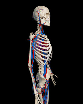 3d rendered illustration - vascular system