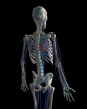 3d rendered illustration - vascular system