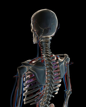 3d rendered illustration - vascular system