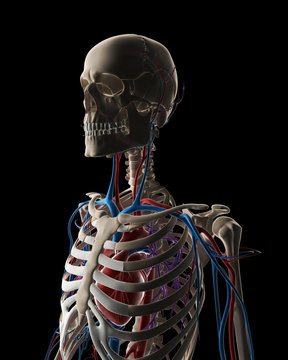 3d rendered illustration - vascular system