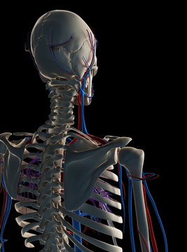 3d rendered illustration - vascular system