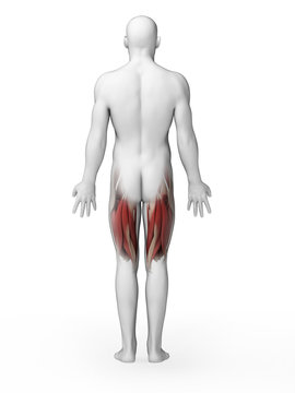 3d rendered illustration - upper leg muscles