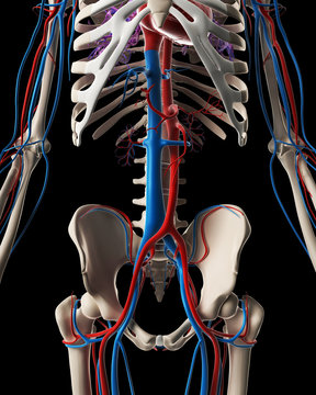 3d rendered illustration - vascular system