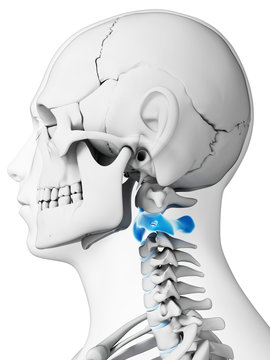 3d rendered illustration - axis vertebrae