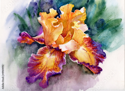 Obraz w ramie Yellow iris