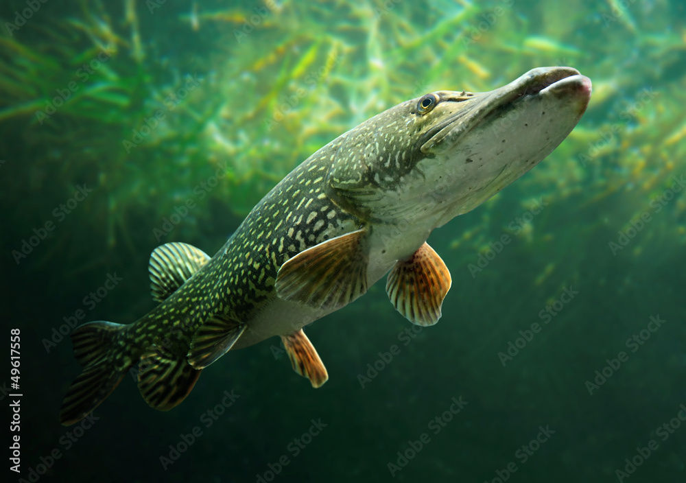 Underwater photo of a big Pike (Esox Lucius). - obrazy, fototapety, plakaty 