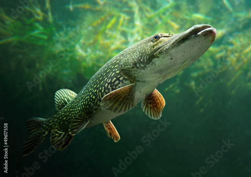 Foto-Duschvorhang nach Maß - Underwater photo of a big Pike (Esox Lucius). (von Kletr)
