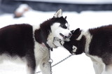Fototapeta Psy - Dwa husky w zimie