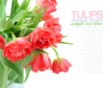 Fototapeta Tulipany - Bouquet of tulips isolated on white