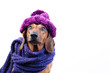 Dog in stylish scarf