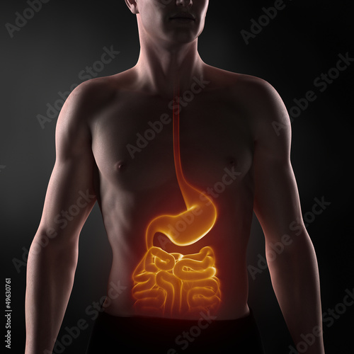 Valokuva  Focused on man digestive system