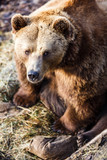 Fototapeta Big Ben - Brown bear