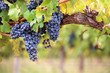 canvas print picture - Red wine grapes on old vine