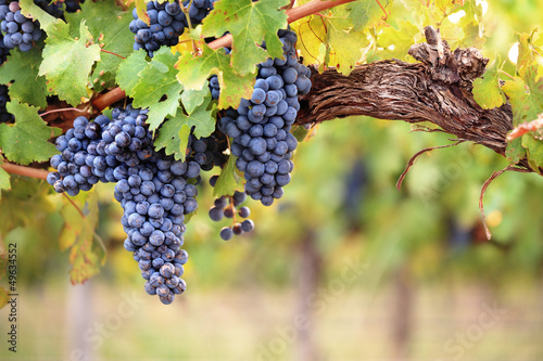 Naklejka na szybę Red wine grapes on old vine