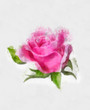 beautiful rose, watercolor