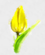 yellow tulip, watercolor