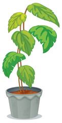 Poster - A green tall plant in a pot