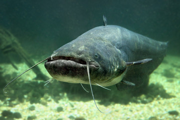 Wall Mural - Underwater photo of The Catfish (Silurus Glanis).