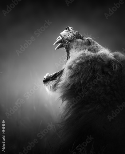 Fototapeta na wymiar Lion displaying dangerous teeth