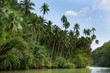 Tropical river with palm trees