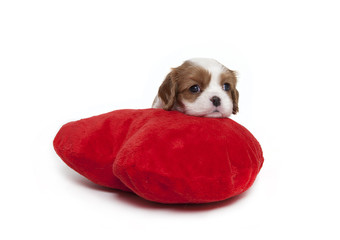 Wall Mural - Cavalier spaniel puppy on plush pillow